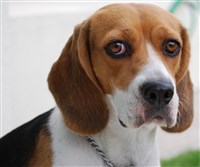 АВСТРИЙСКИЙ КОРОТКОШЕРСТНЫЙ ПИНЧЕР (голова)