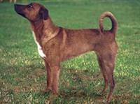 АВСТРИЙСКИЙ КОРОТКОШЕРСТЫЙ ПИНЧЕР