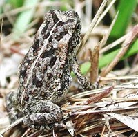 АГА (молодая особь)