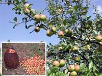 АГРОБИОЦЕНОЗ (Плодовый сад)