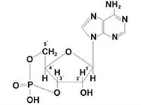 АДЕНОЗИНМОНОФОСФАТ ЦИКЛИЧЕСКИЙ