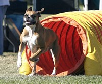 АДЖИЛИТИ (боксер)