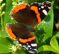 АДМИРАЛ (Vanessa atalanta)