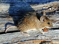 АЗИАТСКАЯ МЫШЬ (материково-сахалинская форма)