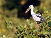 АЗИАТСКИЙ АИСТ-РАЗИНЯ