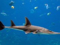 АЗИАТСКИЙ АКУЛОХВОСТ (вид справа)