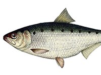 АЗОВСКИЙ ПУЗАНОК