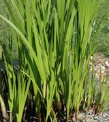 АИР (побеги)