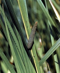 АИР болотный