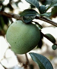 АЙВА ПРОДОЛГОВАТАЯ