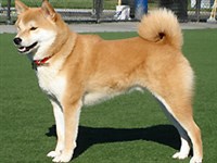 АЙНУ (вид слева)