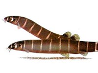 АКАНТОФТАЛЬМ МАЙЕРСА