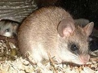 АКАЦИЕВАЯ КРЫСА (общий вид)