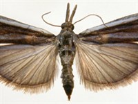 АКАЦИЕВАЯ ОГНЕВКА (бабочка)