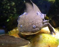 АКСОЛОТЛЬ (голова)