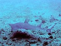 АКУЛОХВОСТЫЙ СКАТ (Rhynchobatus djiddensis)