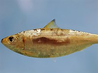 АЛАША (Мексиканский залив)