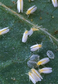 АЛЕЙРОДИДЫ (Bemisia argentifolii)