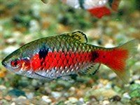АЛЫЙ БАРБУС (Barbus ticto)