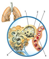 АЛЬВЕОЛА легких человека