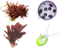 АЛЬГОЛОГИЯ