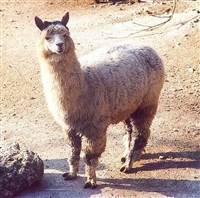 АЛЬПАКА (общий вид)