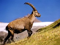 АЛЬПИЙСКИЙ ГОРНЫЙ КОЗЕЛ