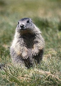 АЛЬПИЙСКИЙ СУРОК