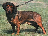 АЛЬПИЙСКИЙ ТАКСООБРАЗНЫЙ БРАКК