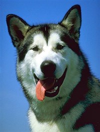 АЛЯСКИНСКИЙ МАЛАМУТ