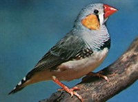 АМАДИНА ЗЕБРОВАЯ