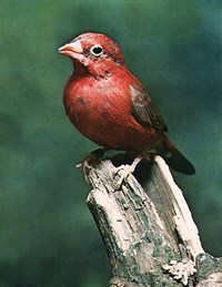 АМАРАНТ (птица)