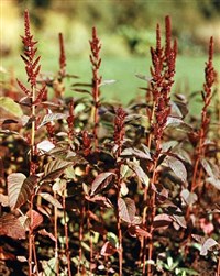 АМАРАНТ щирица