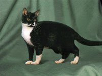 АМЕРИКАНСКАЯ ЖЕСТКОШЕРСТНАЯ КОШКА