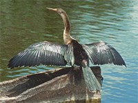 АМЕРИКАНСКАЯ ЗМЕЕШЕЙКА (Эверглейдс)