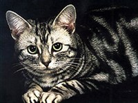 АМЕРИКАНСКАЯ КОРОТКОШЕРСТНАЯ КОШКА