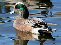 АМЕРИКАНСКАЯ СВИЯЗЬ