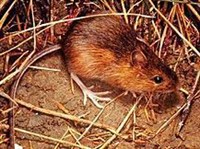 АМЕРИКАНСКИЕ ПОЛУТУШКАНЧИКИ (Zapus hudsonius)