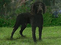 АМЕРИКАНСКИЙ ВОДЯНОЙ СПАНИЕЛЬ