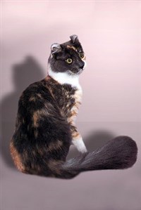 АМЕРИКАНСКИЙ КЕРЛ