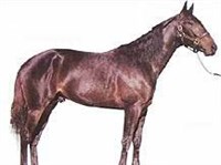 АМЕРИКАНСКИЙ РЫСАК (стандартбред)