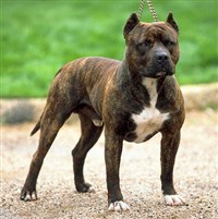 АМЕРИКАНСКИЙ СТАФФОРДШИРСКИЙ ТЕРЬЕР