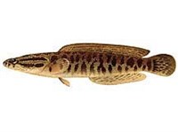 АМУРСКИЙ ЗМЕЕГОЛОВ (рисунок)