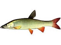 АМУРСКИЙ ПЛОСКОГОЛОВЫЙ ЖЕРЕХ (рисунок)