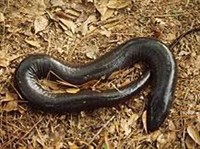 АМФИУМА (Amphiuma means)