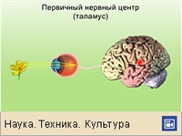 АНАЛИЗАТОРЫ (принцип работы)