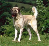 АНАТОЛИЙСКИЙ КАРАБАШ 1