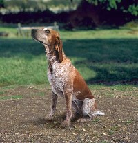 АНГЛИЙСКАЯ ЕНОТОВАЯ ГОНЧАЯ