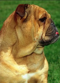 АНГЛИЙСКИЙ БУЛЬДОГ (голова)