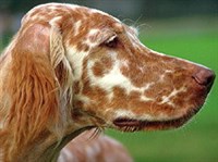 АНГЛИЙСКИЙ СЕТТЕР